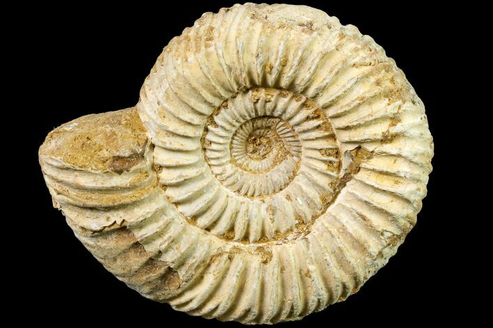 Jurassic Ammonite (Perisphinctes) Fossil - Madagascar #161728